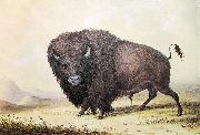 unknow artist George Catlin Bull Buffalo Germany oil painting artist